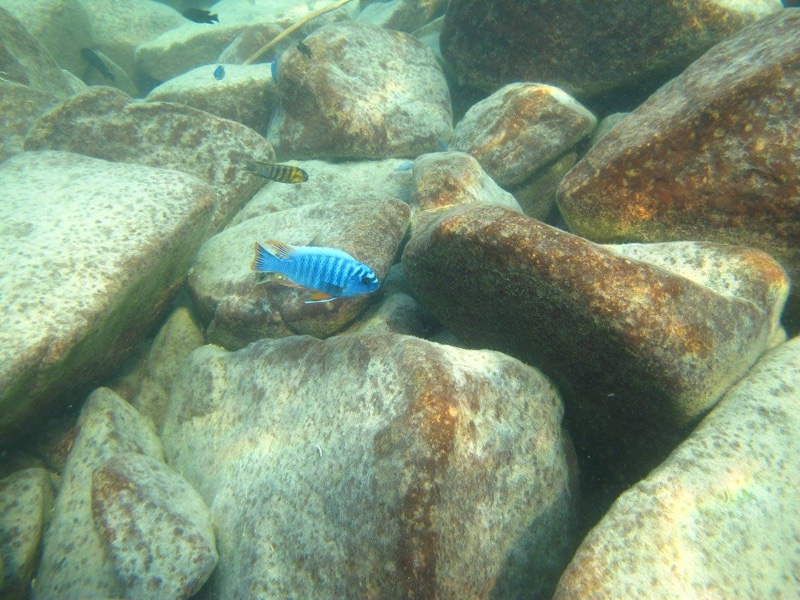 Labeotropheus fuelleborni 'Thumbi West Island'